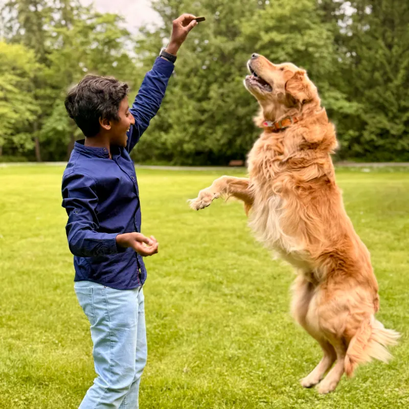 A boy playing outdoors with a golden retriever